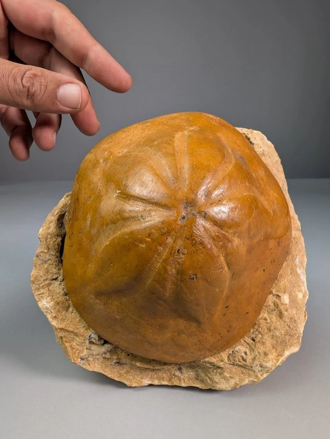 Sea Urchin with Matching Original Matrix - Fossil skeleton - Clypeaster sp