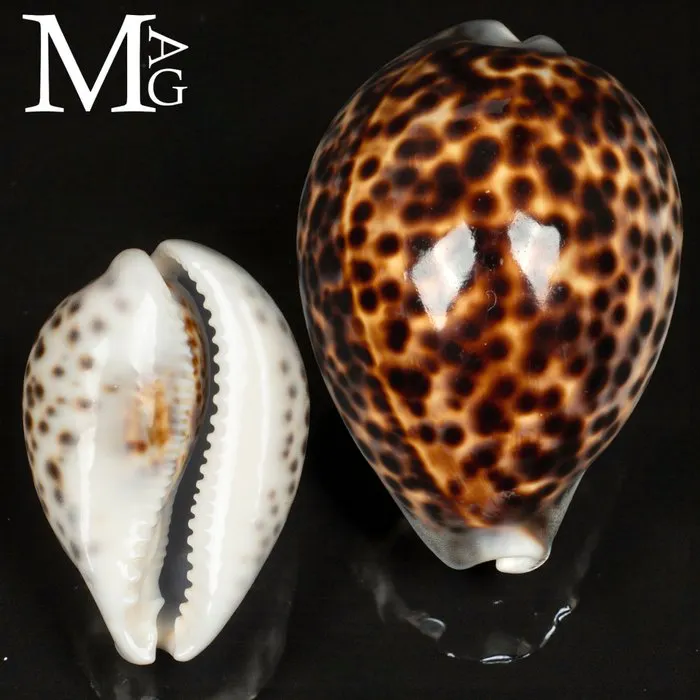 Tigger Shell Beautiful Cypraea Tigris – Tiger Cowrie Shell - No... | Barnebys