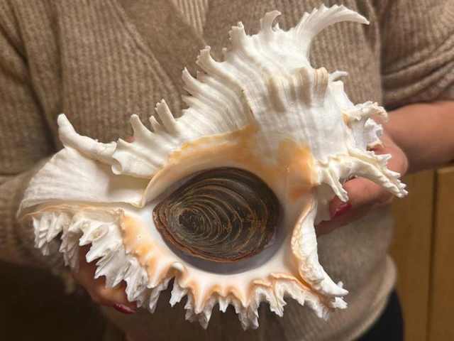 Conch Sea shell - Murex Ramosus XXL (No reserve price)