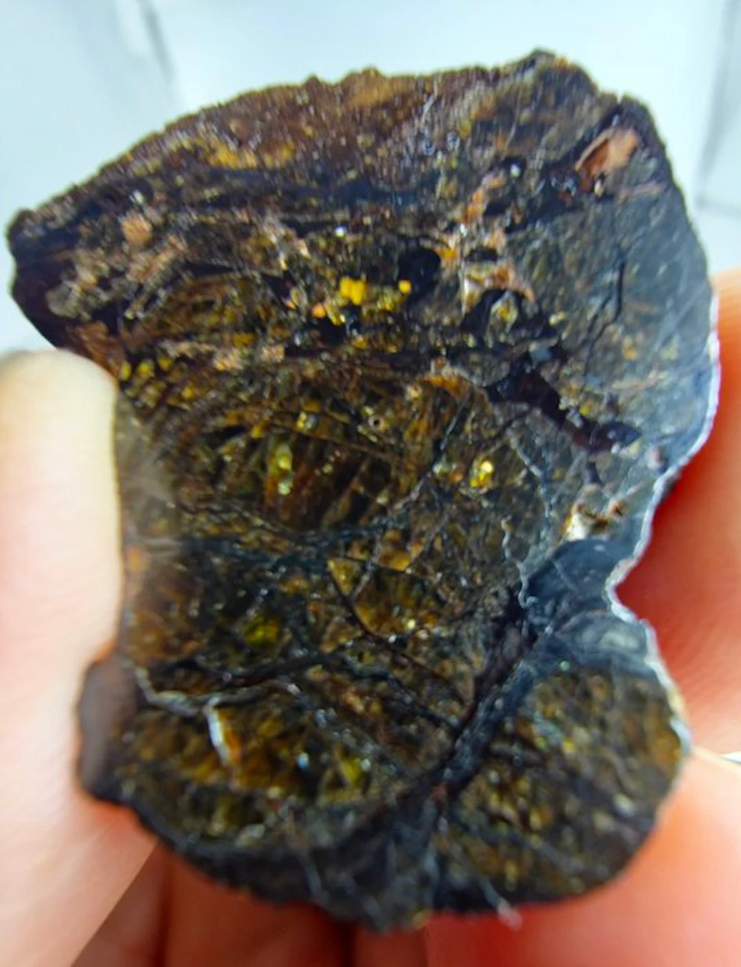 Tin Begane 001 Pallasite meteorite - 5.19 g