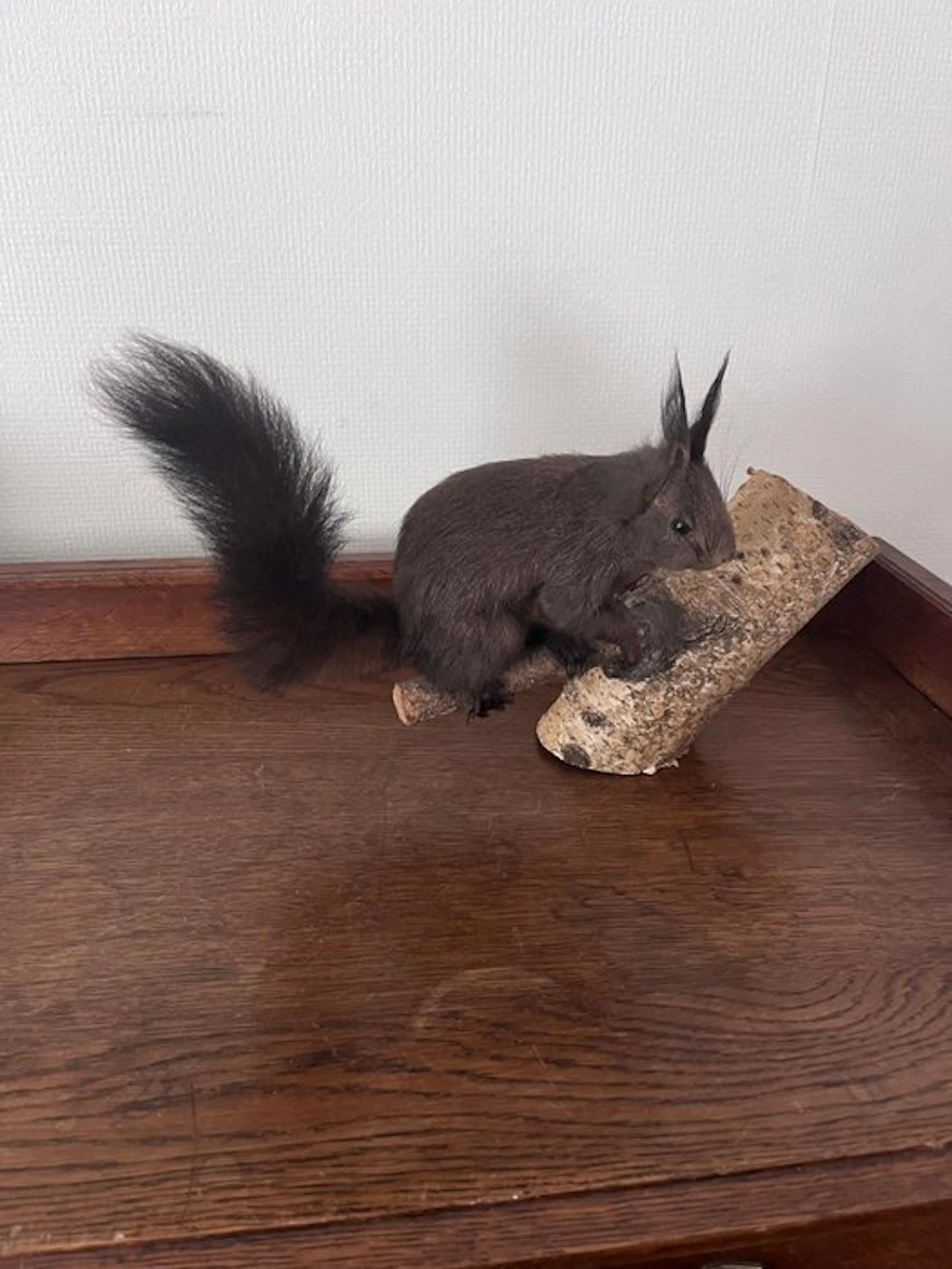Red Squirrel - Taxidermy full body mount - Sciurus...