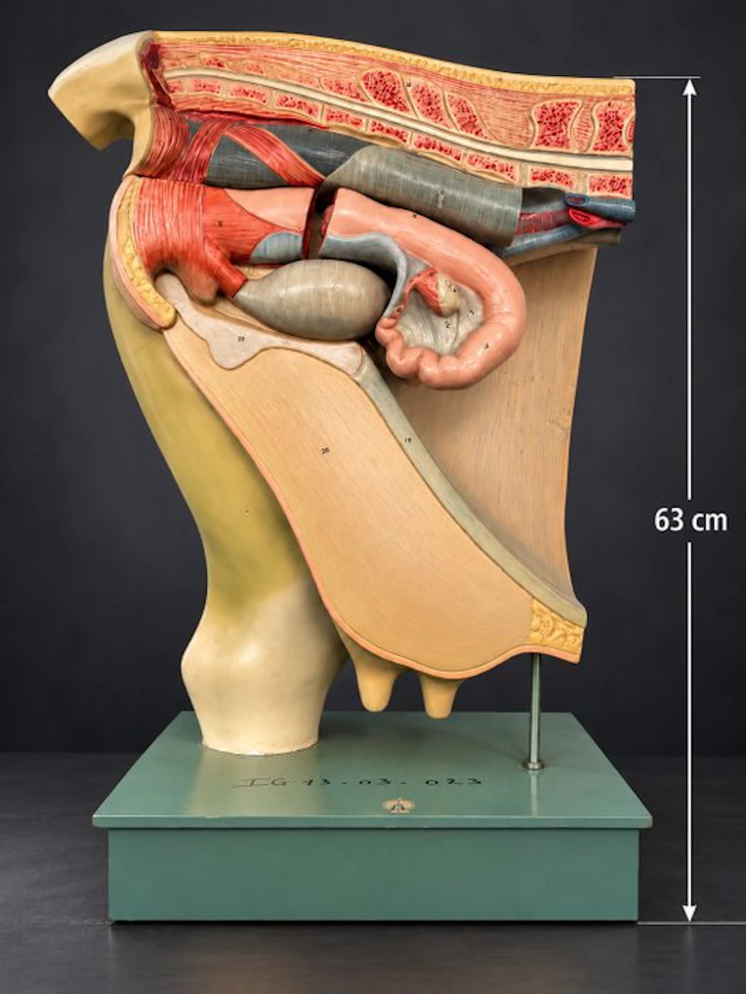 Education/demonstration model - Composite - 1950-1960...