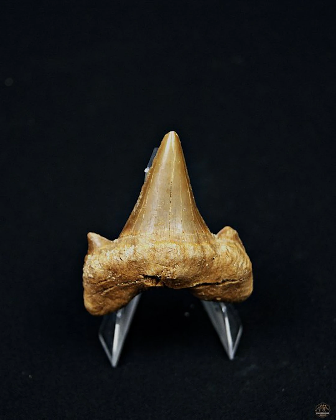Shark - Fossil tooth - Otodus Obliquus (No reserve price)