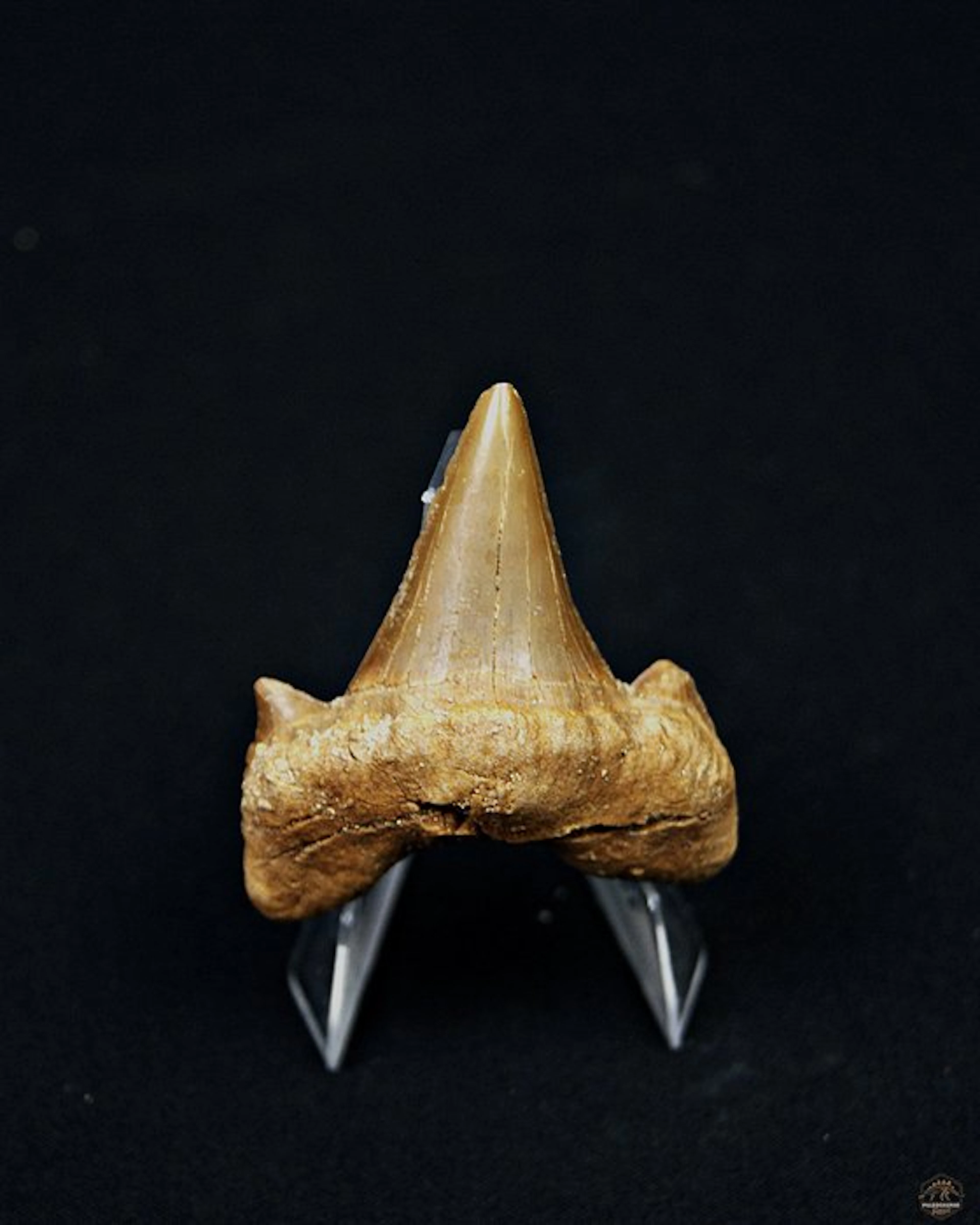 Shark - Fossil tooth - Otodus Obliquus (No reserve price)