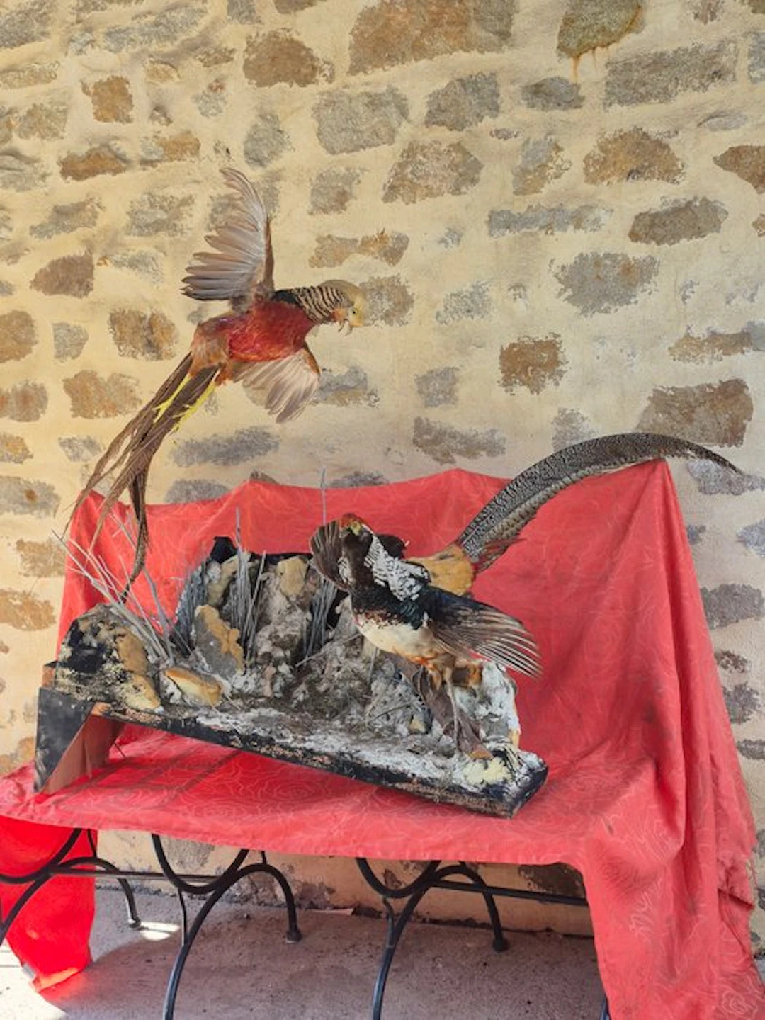Lady Amherst's Pheasant and Golden Pheasant Taxidermy...