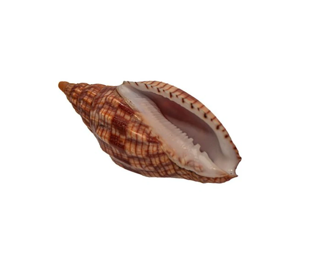 Collector’s spiral snail: Lyria cloveriana (84 mm