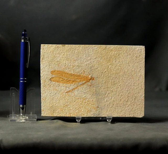 A finely preserved fossil dragonfly - Fossilised animal...