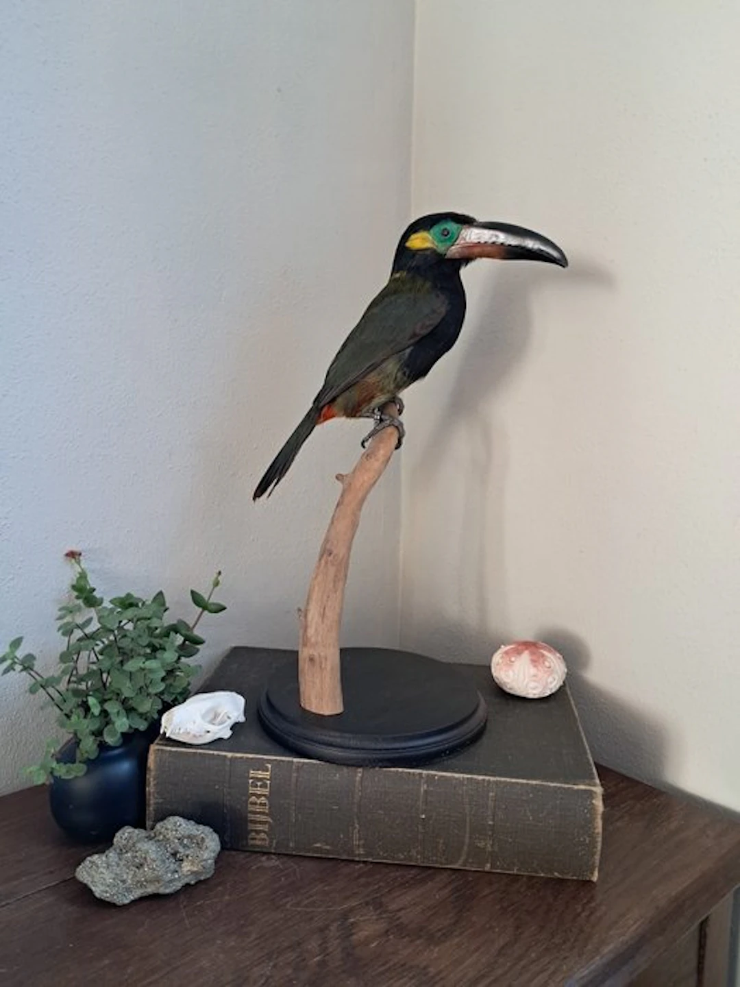 Guyana pepper-eater Taxidermy full body mount...