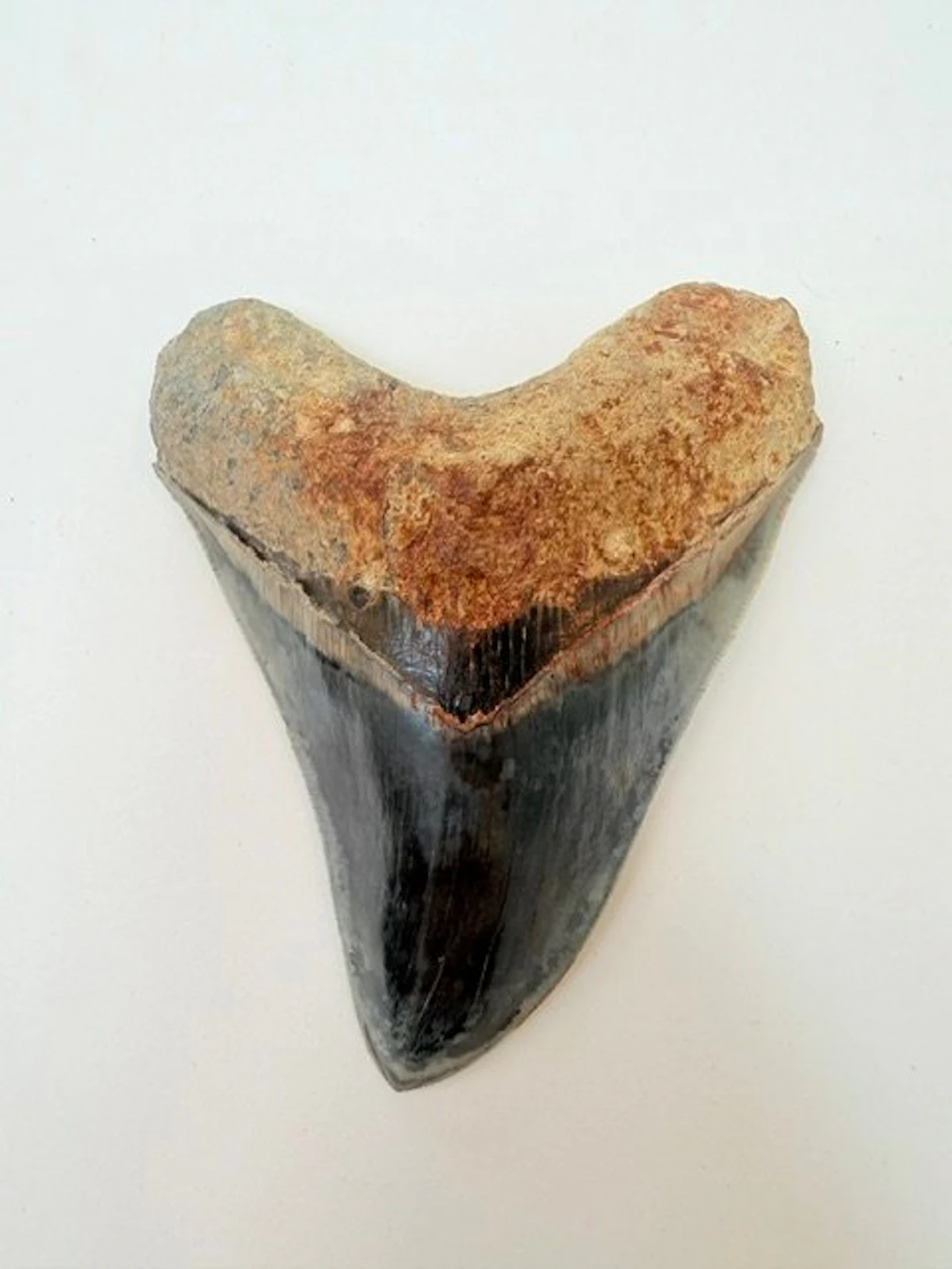 Megalodon - Fossil tooth - 134 mm - 105 mm