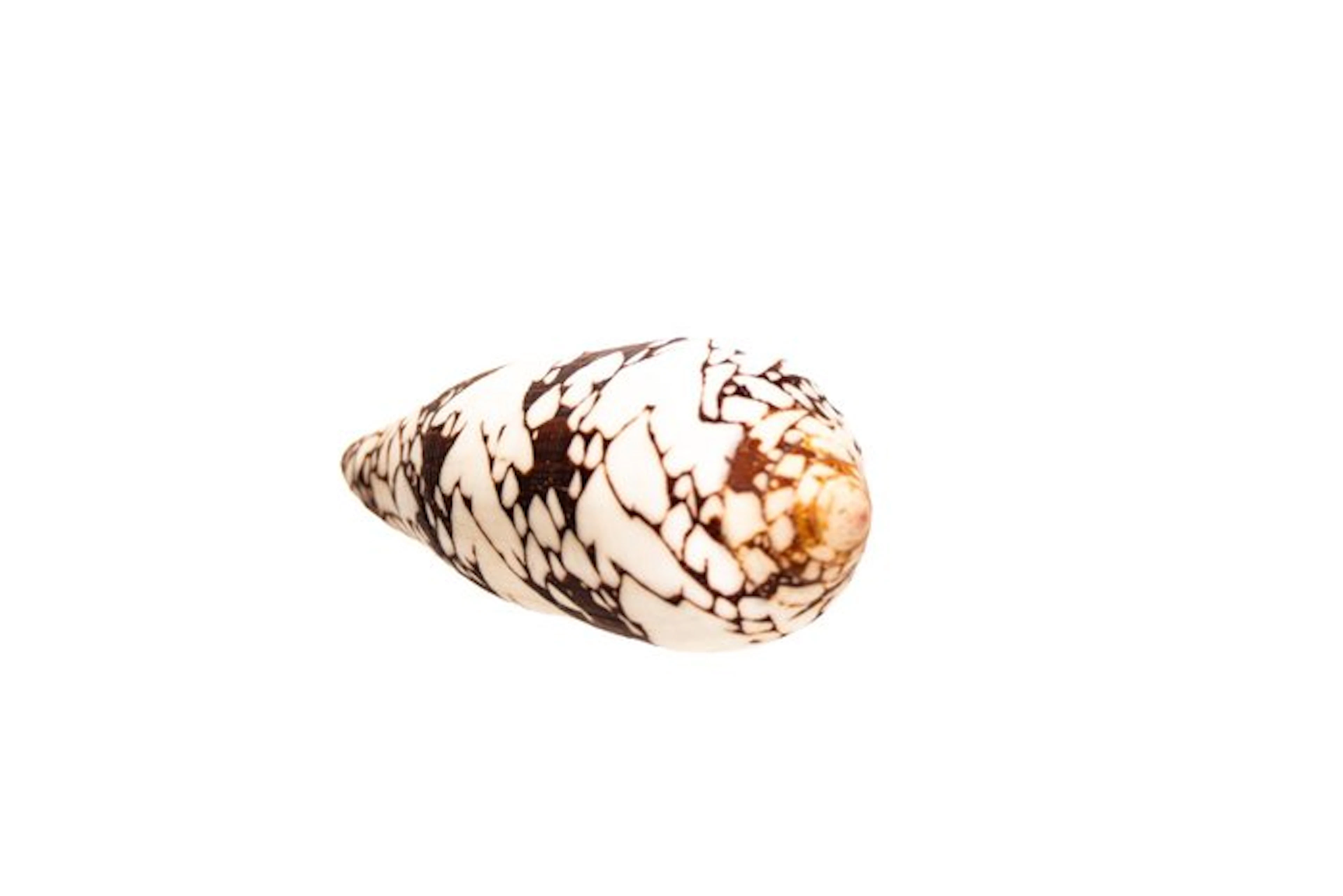 Bishop's cone snail (Conus episcopatus) – A majestic...
