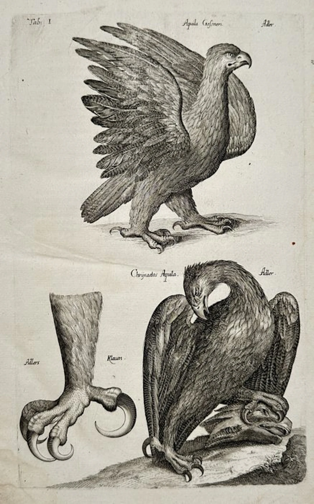 Joannes Jonstonus (1603–1675) / Matthäus Merian - Eagles / Aquila Gesneri