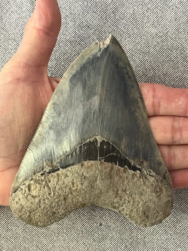 Huge Megalodon tooth 13,3 cm - Fossil tooth...
