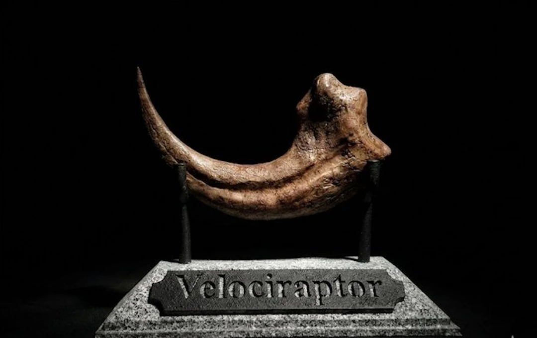 Velociraptor Claw replica 17 cm - Fossilised claw (No reserve price)