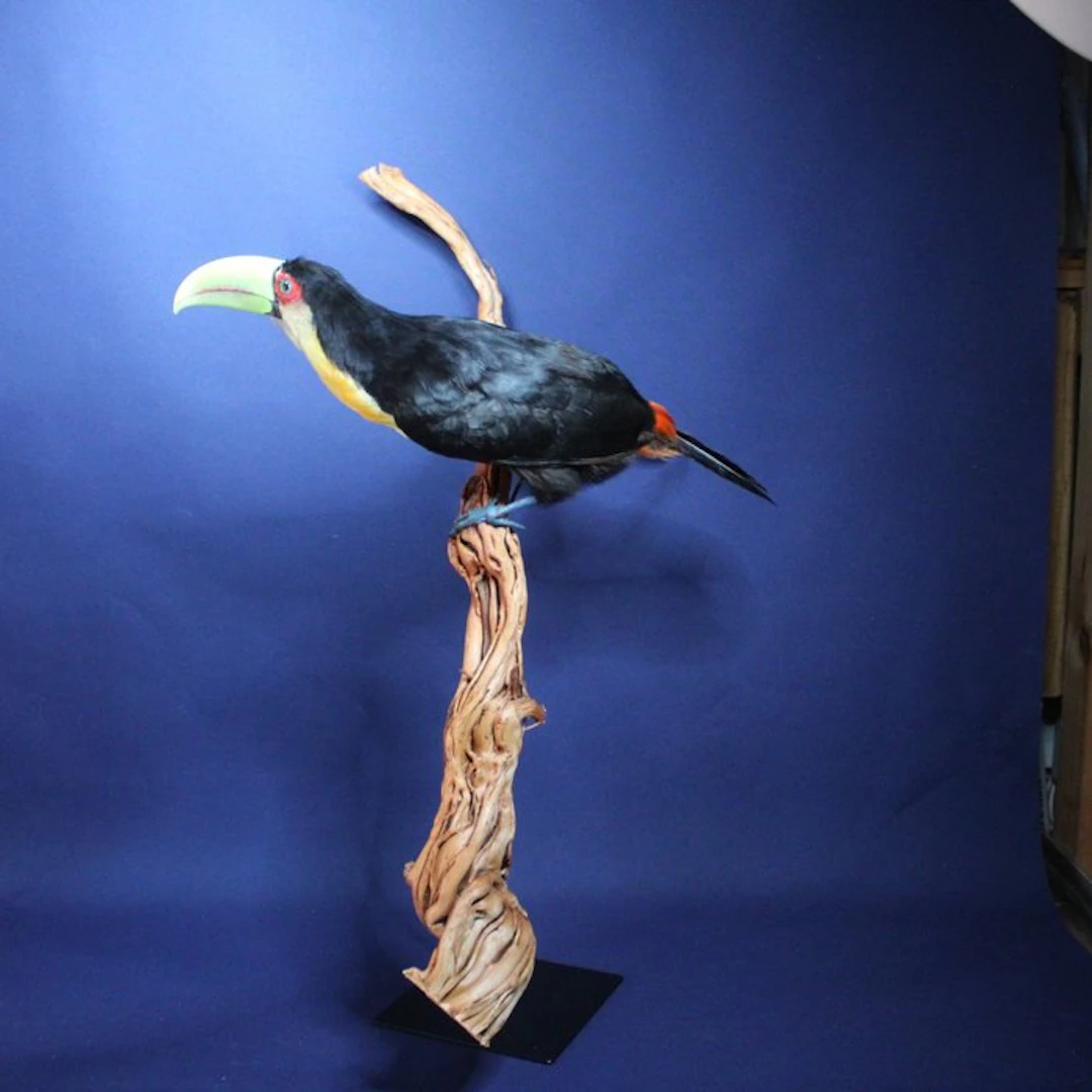 Bunttukan Taxidermy full body mount - Ramphastos...