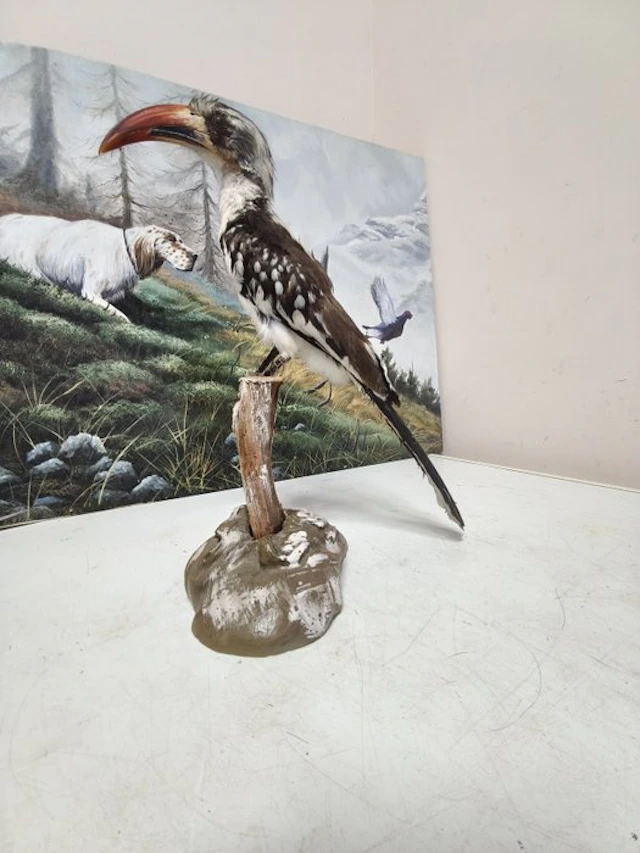 Red-billed hornbill Taxidermy full body mount - Tockus...