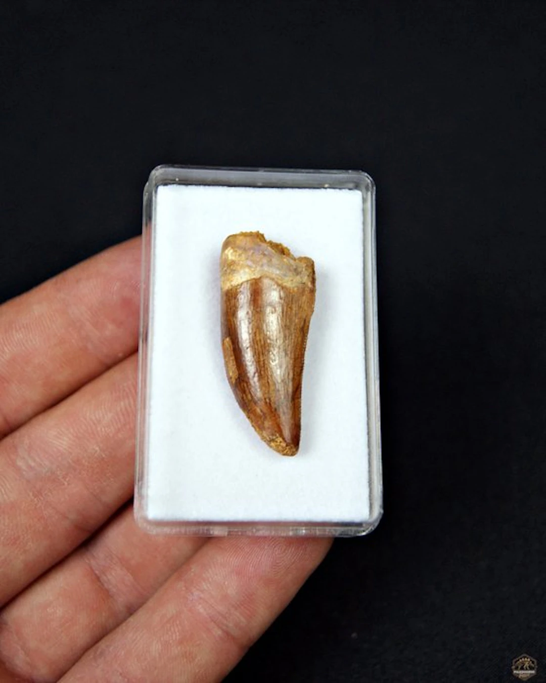 Dinosaur - Fossil tooth - Carcharodontosaurus Saharicus