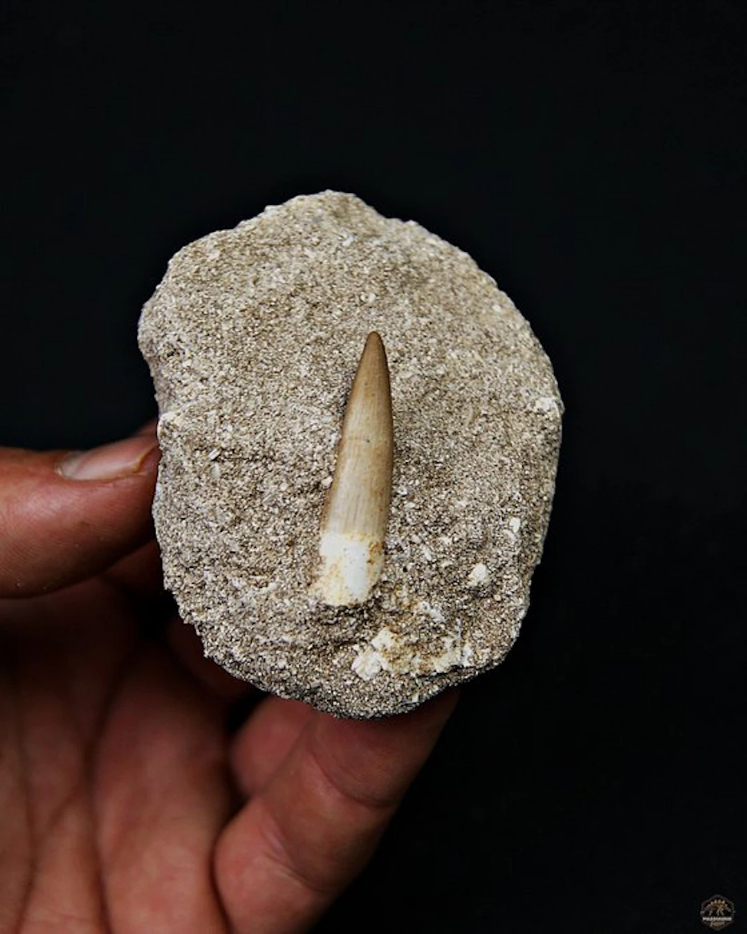 Plesiosaur - Fossil tooth - Plesiosaurus sp. (No reserve price)