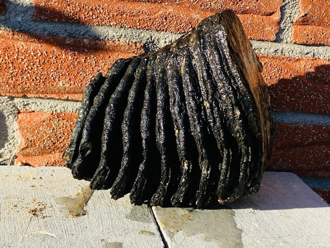 Woolly Mammoth - Fossil molar - 14 cm - 11 cm (No reserve price)