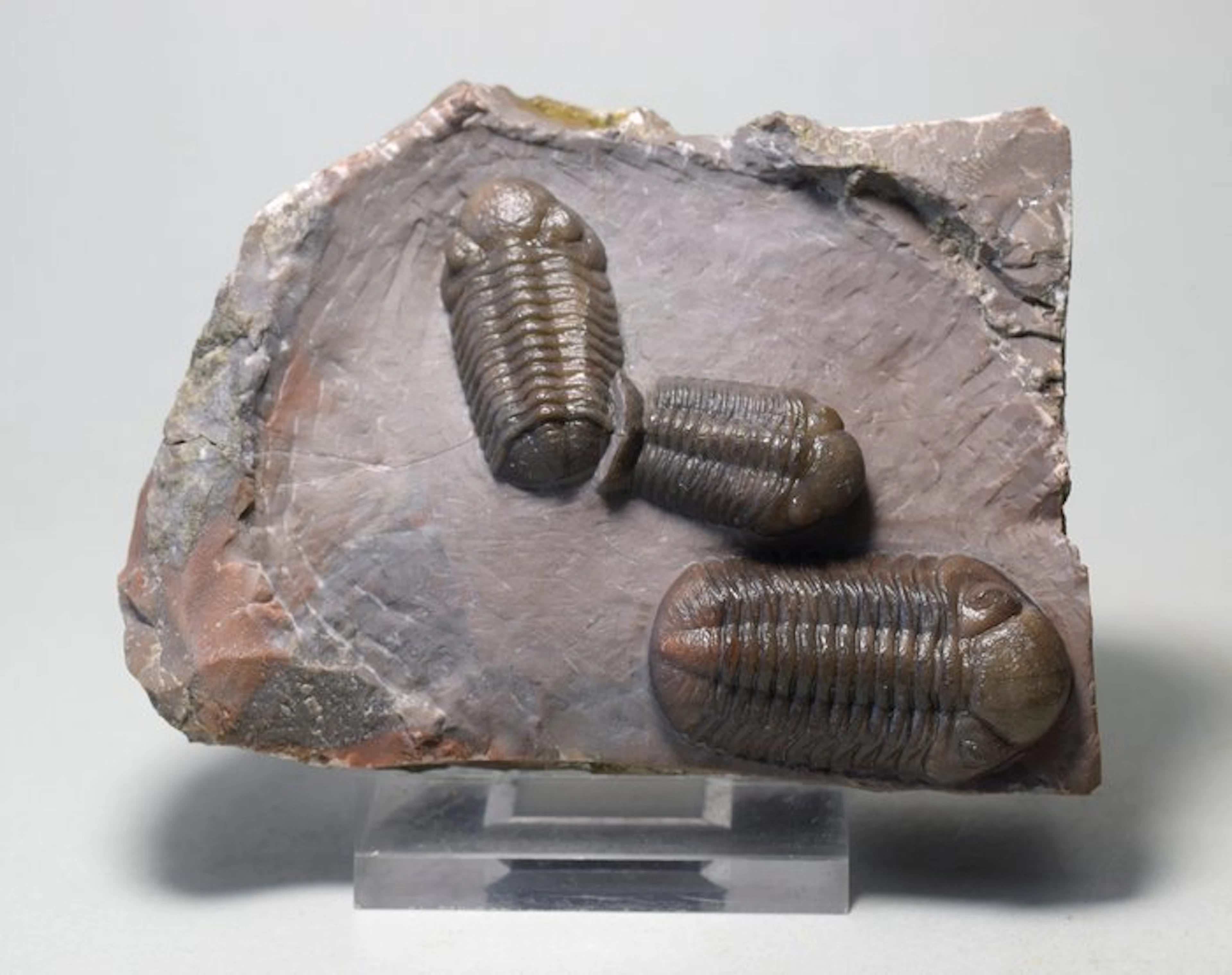 Fine Jorf trilobites - Fossilised animal - Austerops sp.