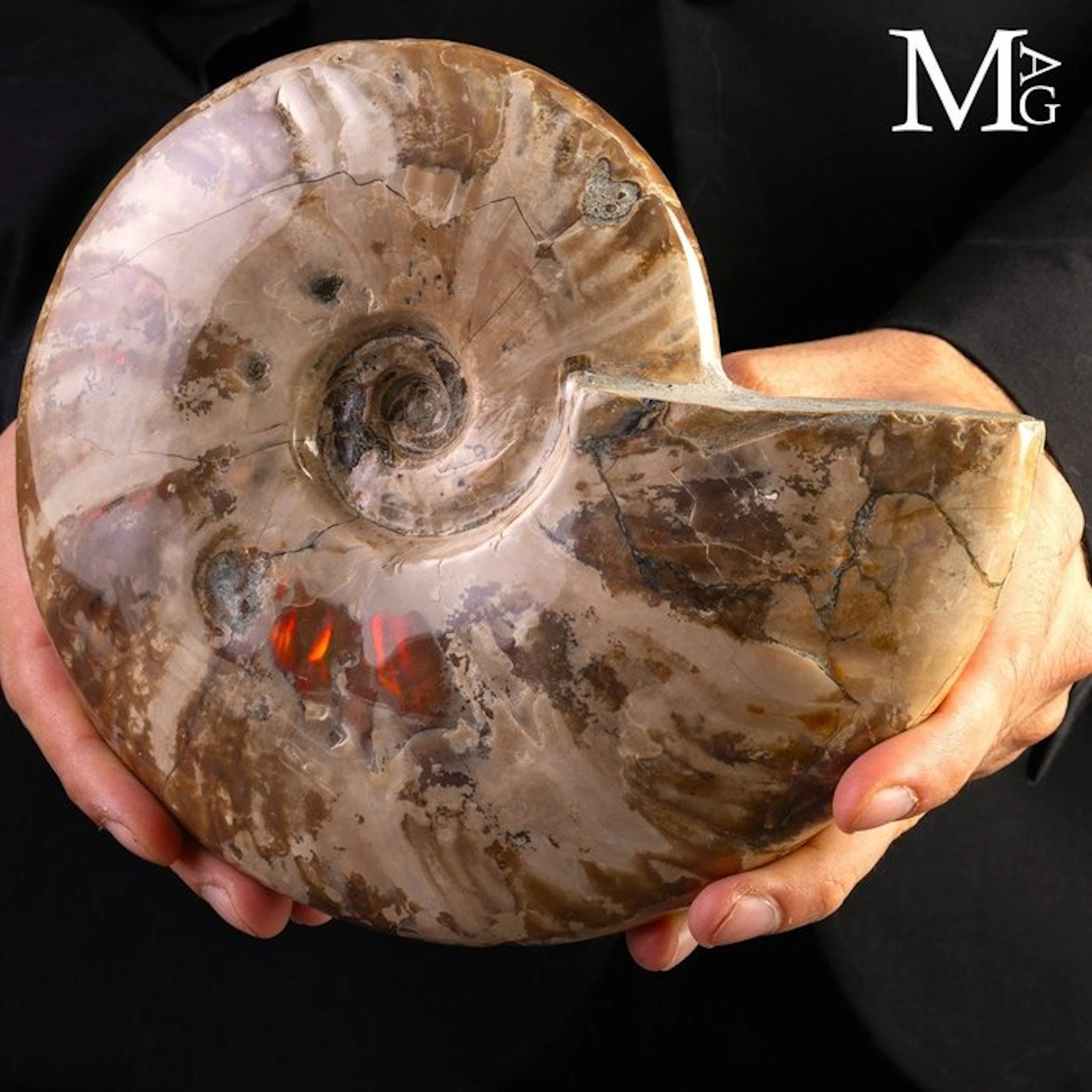 Fossilized Ammonite Shell of the Cretaceous Cleoniceras...