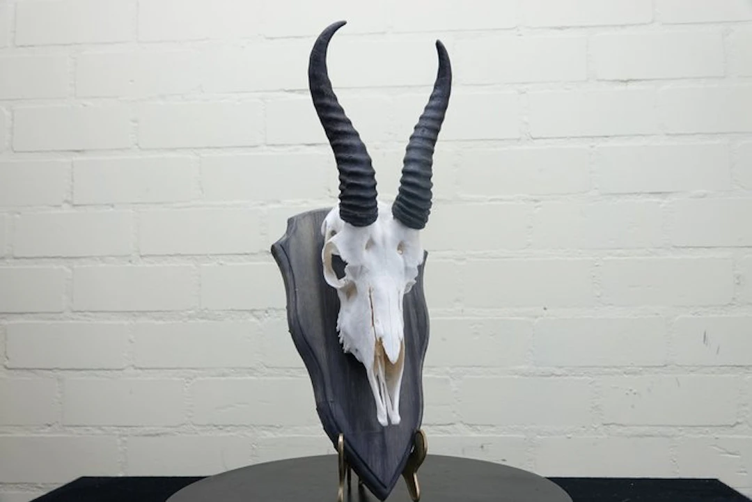 Springbok Skull - Antidorcas marsupialis - 0 cm - 0 cm - 0 cm- non-CITES