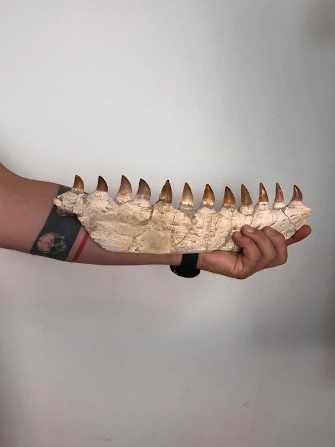 Mosasaur - Fossilised jaw - beaugie - 10 cm - 3 cm