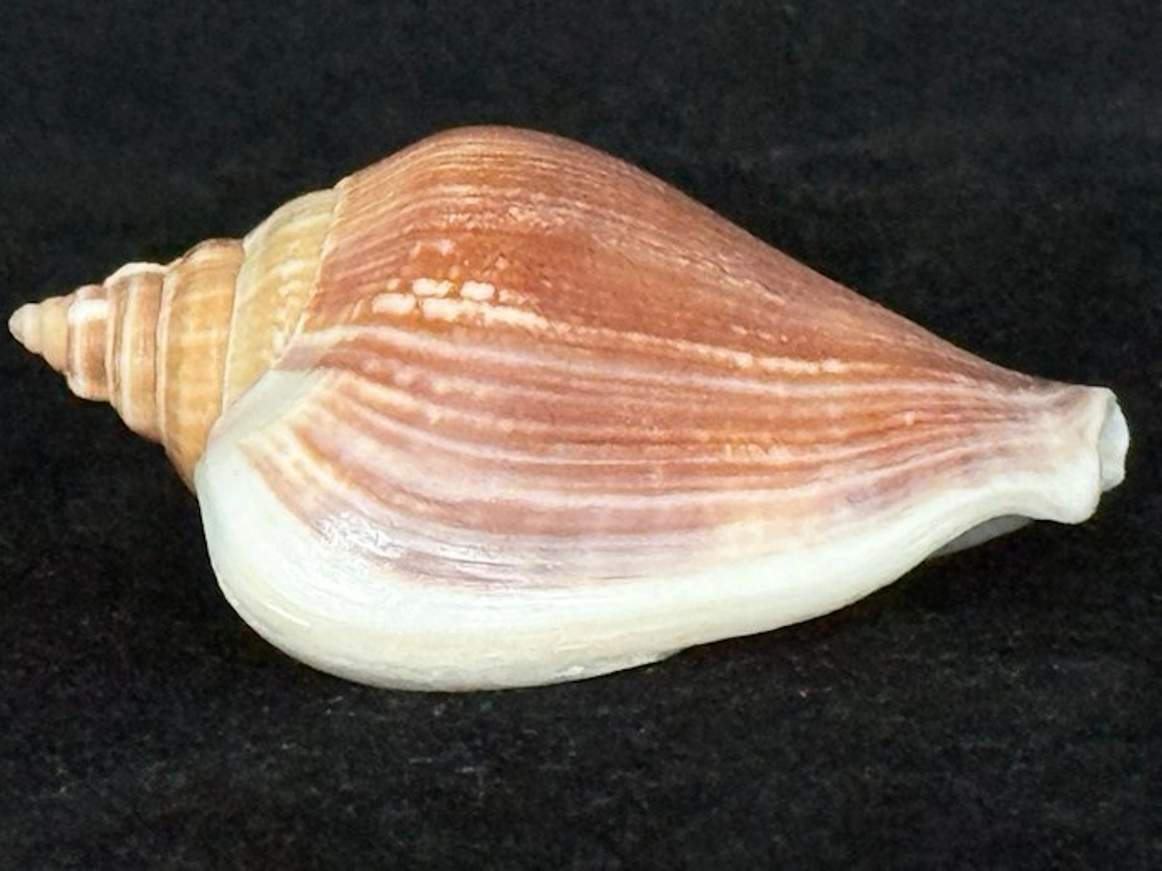 Sea Snail Sea shell - S-623 STROMBUS EPIDROMIS (No reserve price)