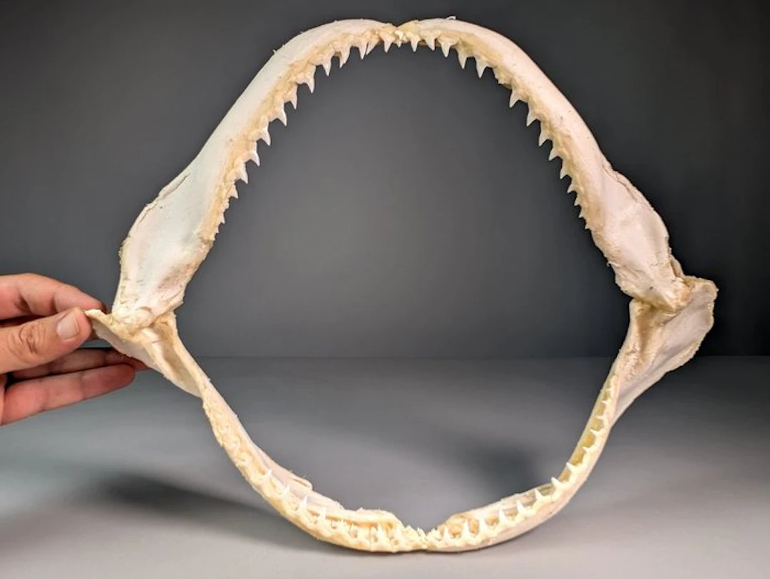 Large Copper Shark Jaw (EU bidders only) Jaw set...