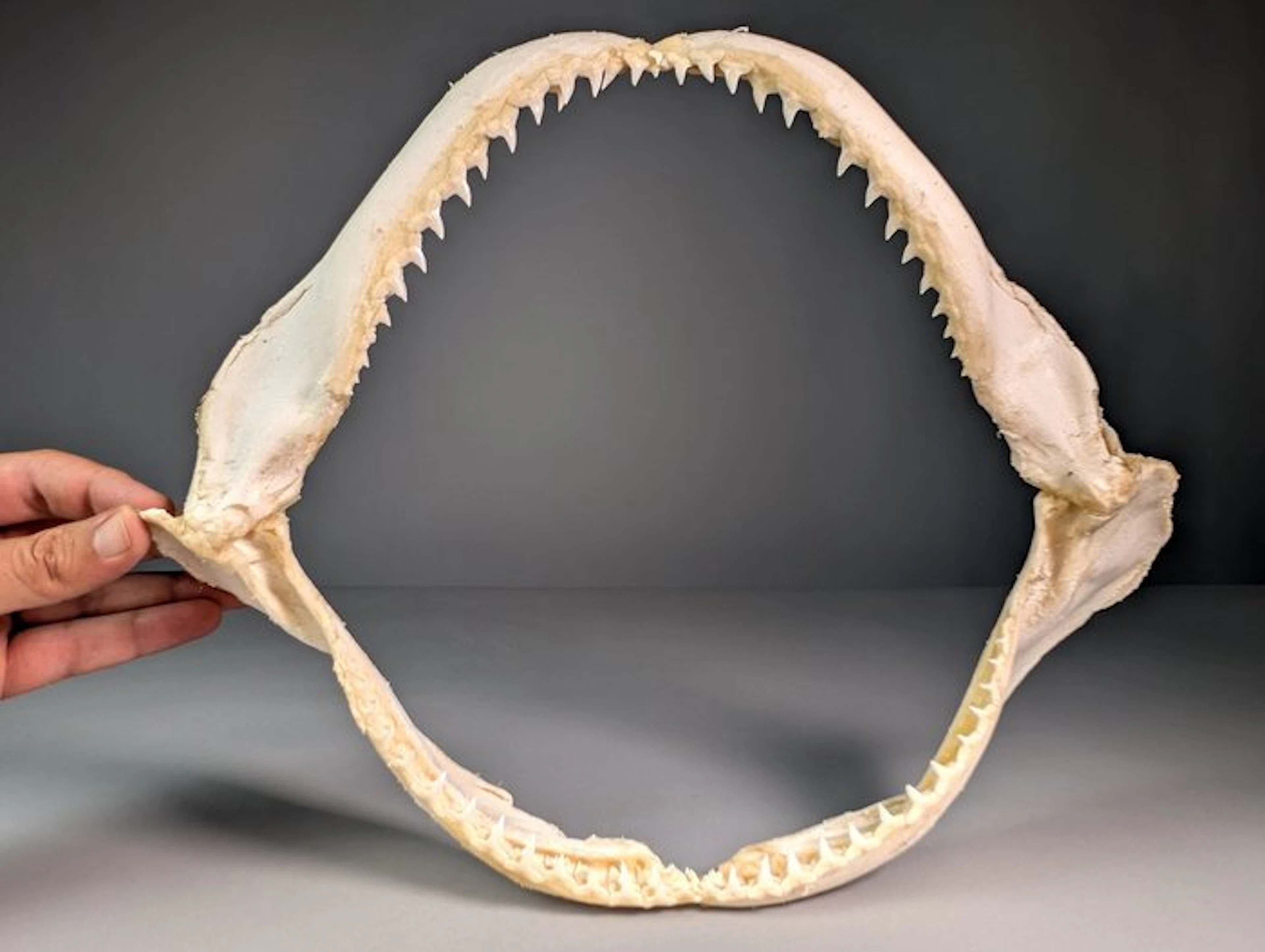 Large Copper Shark Jaw (EU bidders only) Jaw set...