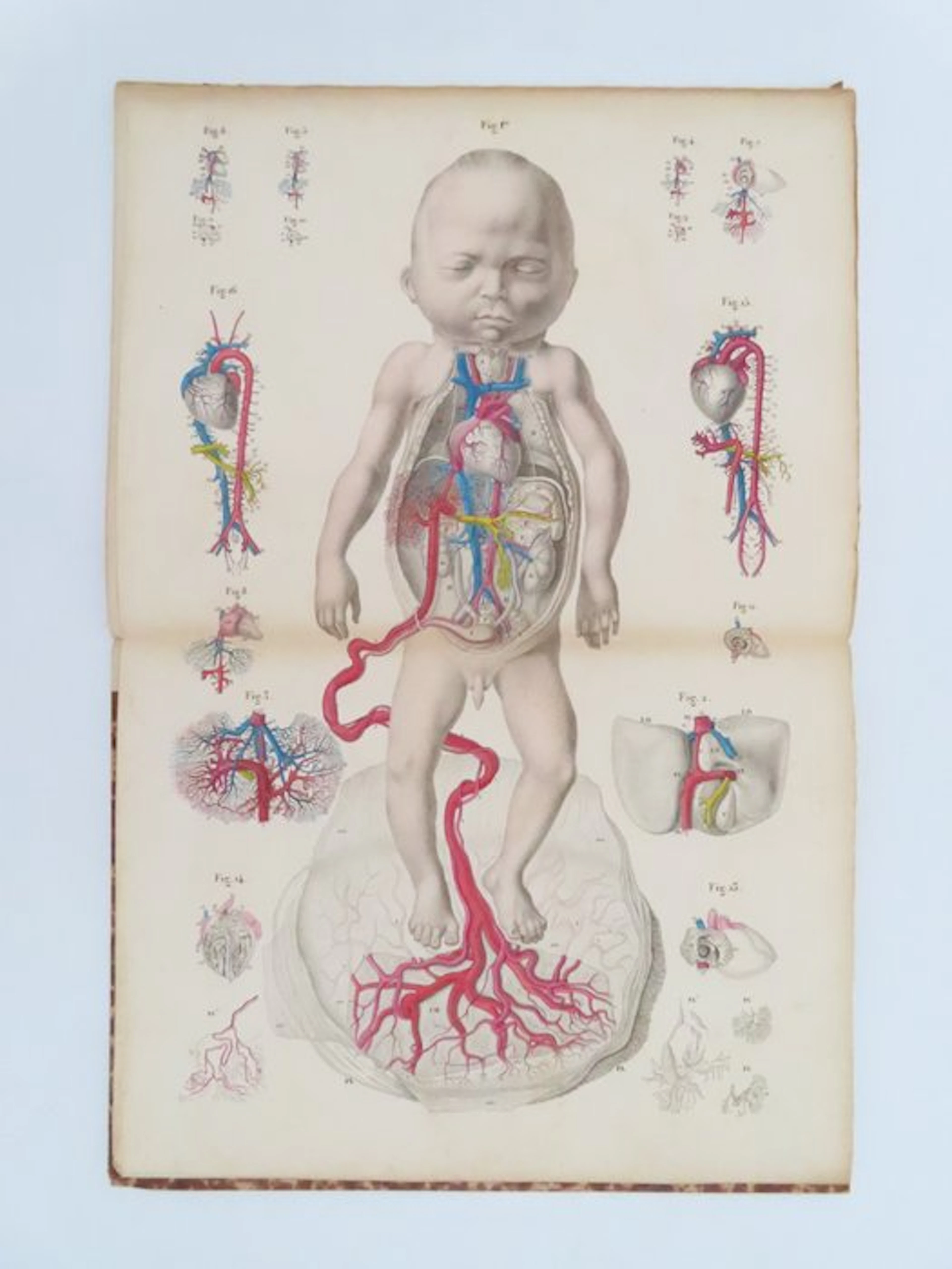 G. Martin-Saint-Ange - Circulation du sang chez le foetus de l'homme - 1837