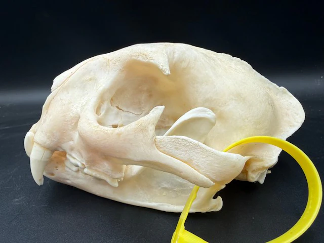 Puma Skull - Puma Concolor - 11 cm - 14 cm - 19 cm- CITES...