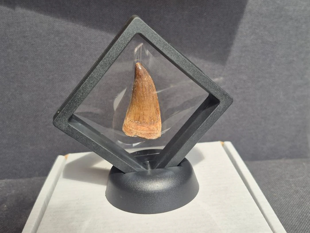Mosasaur - Fossil tooth - 4.5 cm - 2 cm (No reserve price)