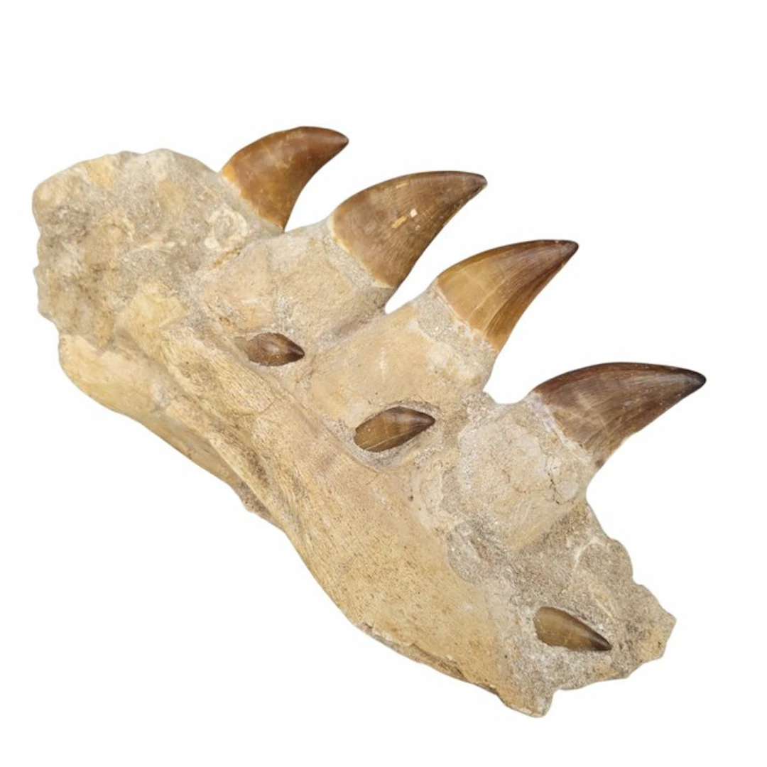 Big fossil mosasaur jaw - Fossilised jaw - Mosasaurus beaugei - 251 mm - 137 mm
