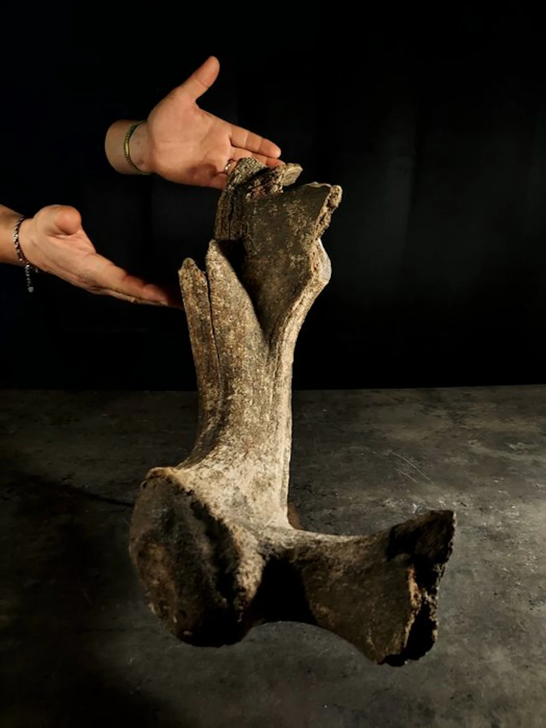 giant extinct deer - Fossil fragment - megaloceros giganteus - 10 cm - 55 cm