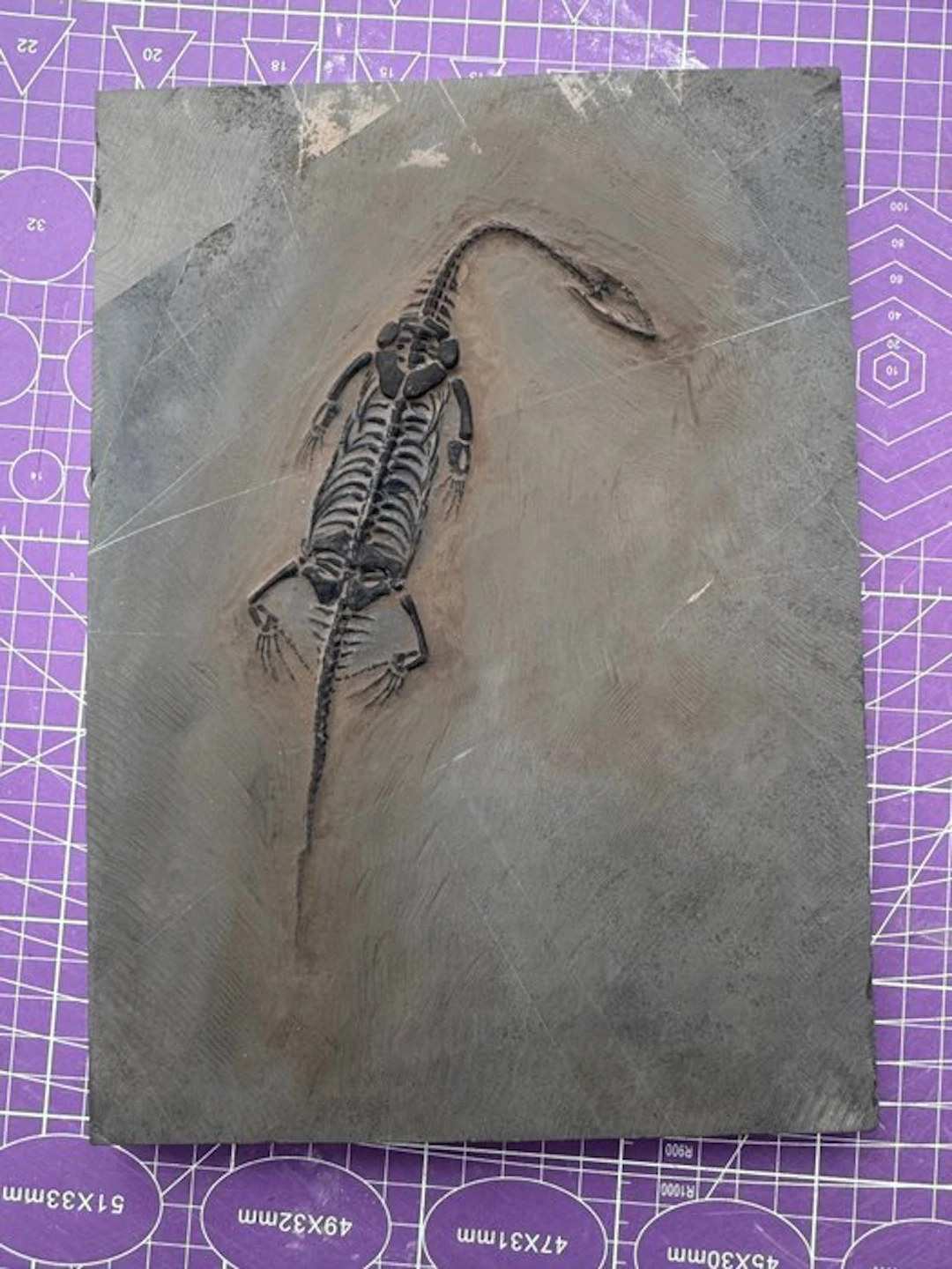Fossil reptile: Keichousaurus - a rare testimony from the...