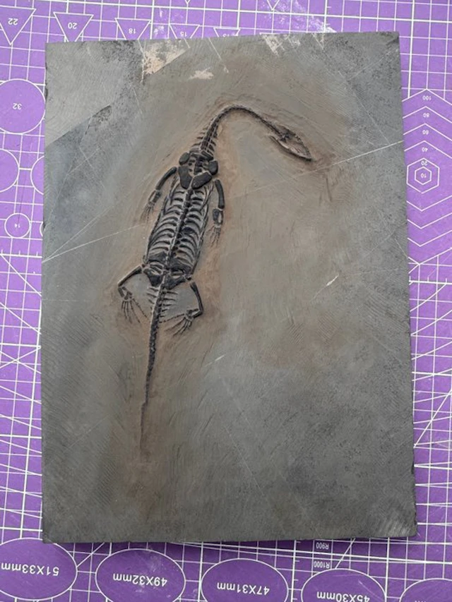 Fossil reptile: Keichousaurus - a rare testimony from the...