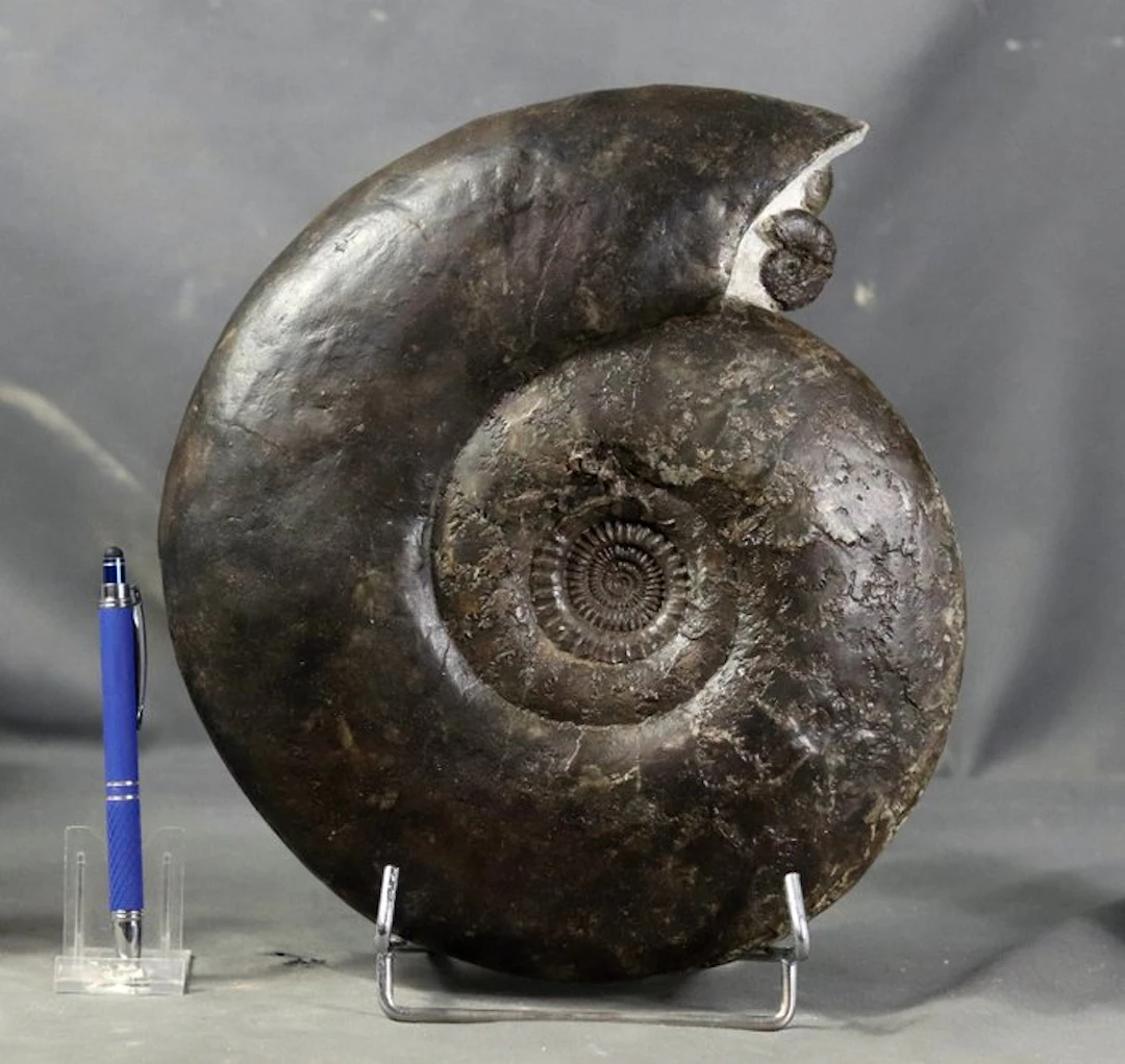 Nicely prepared Bathonian ammonite - Fossilised animal...