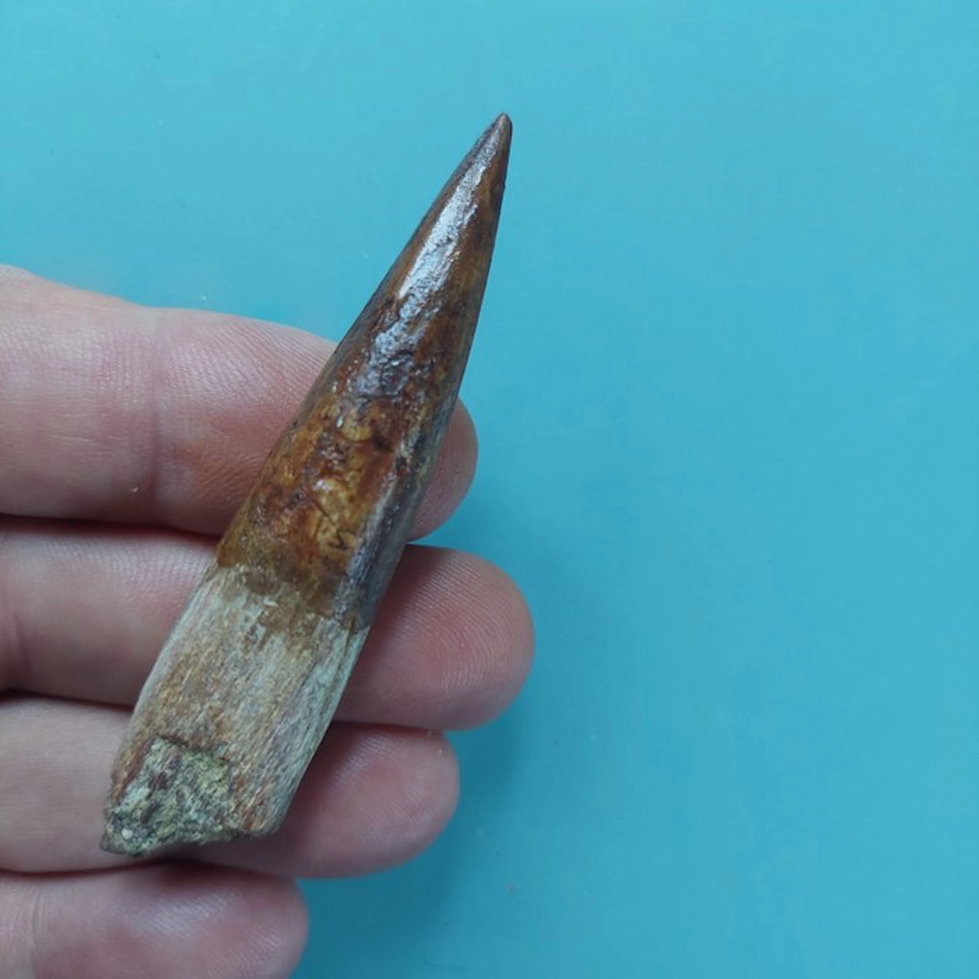 Spinosaur - Fossil tooth - 78 mm - 15 mm