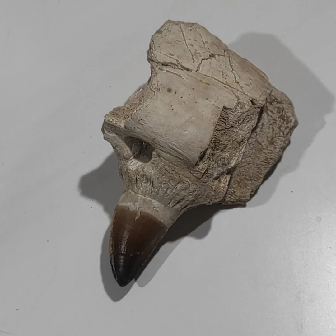 Marine reptile - Fossil tooth - Mosasaurus - 15 cm - 8 cm (No reserve price)