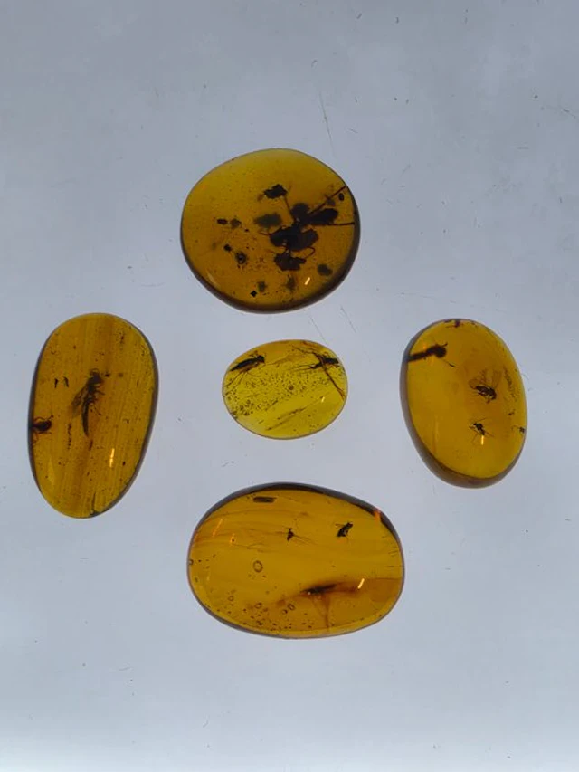 Burmese amber - Amber - Set of 5 Burmese Amber Pieces...