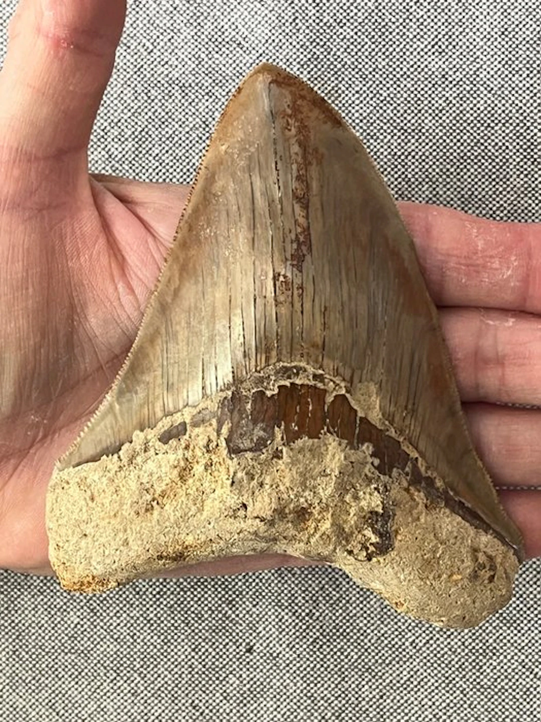 Megalodon tooth 12,1 cm - Fossil tooth - Carcharocles megalodon