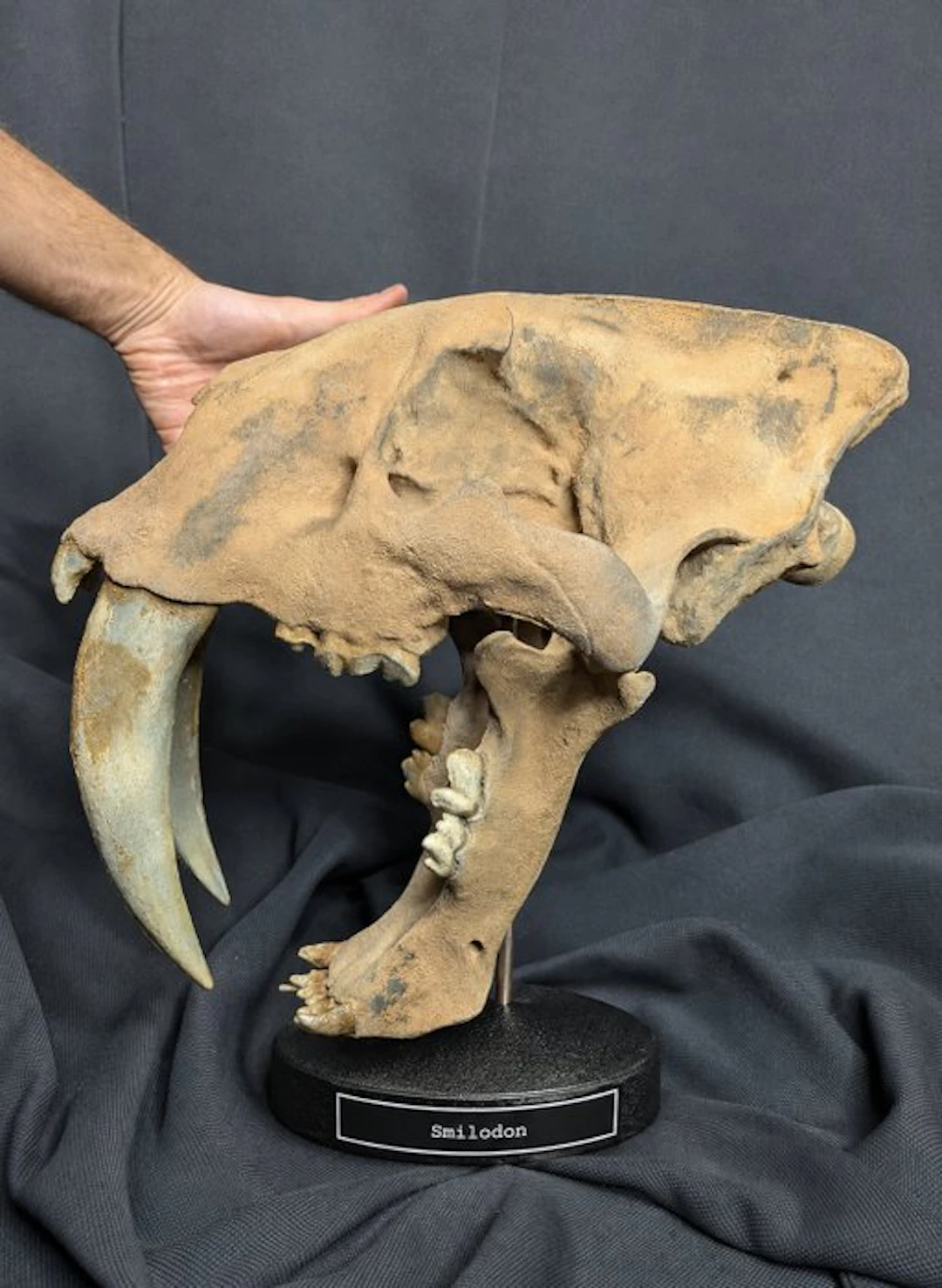 Fossil skull - Smilodon saber-toothed cat - Museum-Grade Replica -