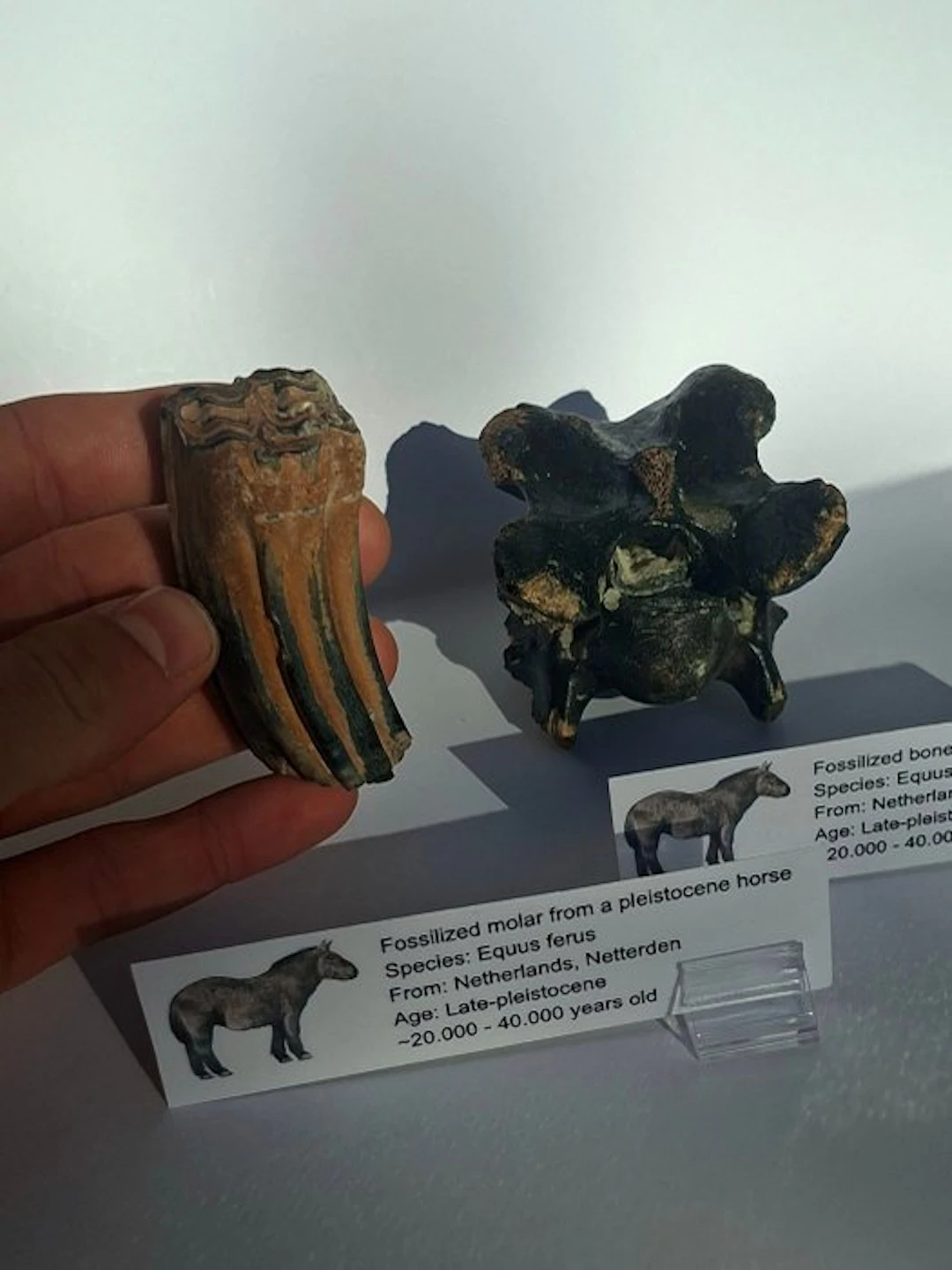 prehistoric horse - Fossil tooth - Equus ferus MOLAR +...