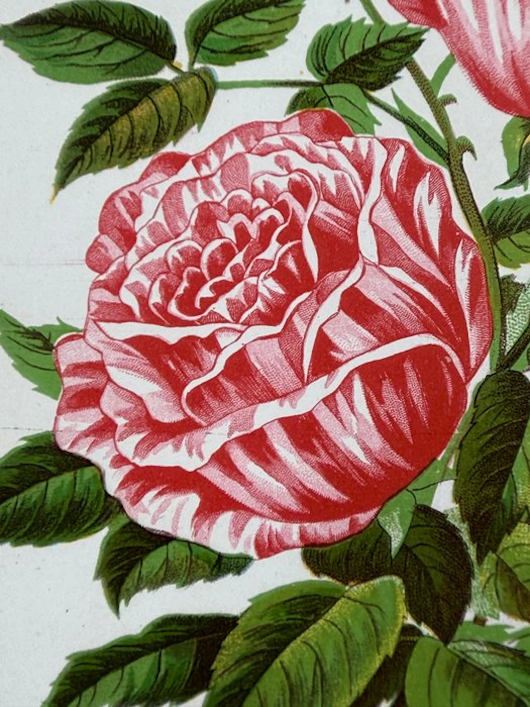 Rochester Litho Company - Brown Brothers Co