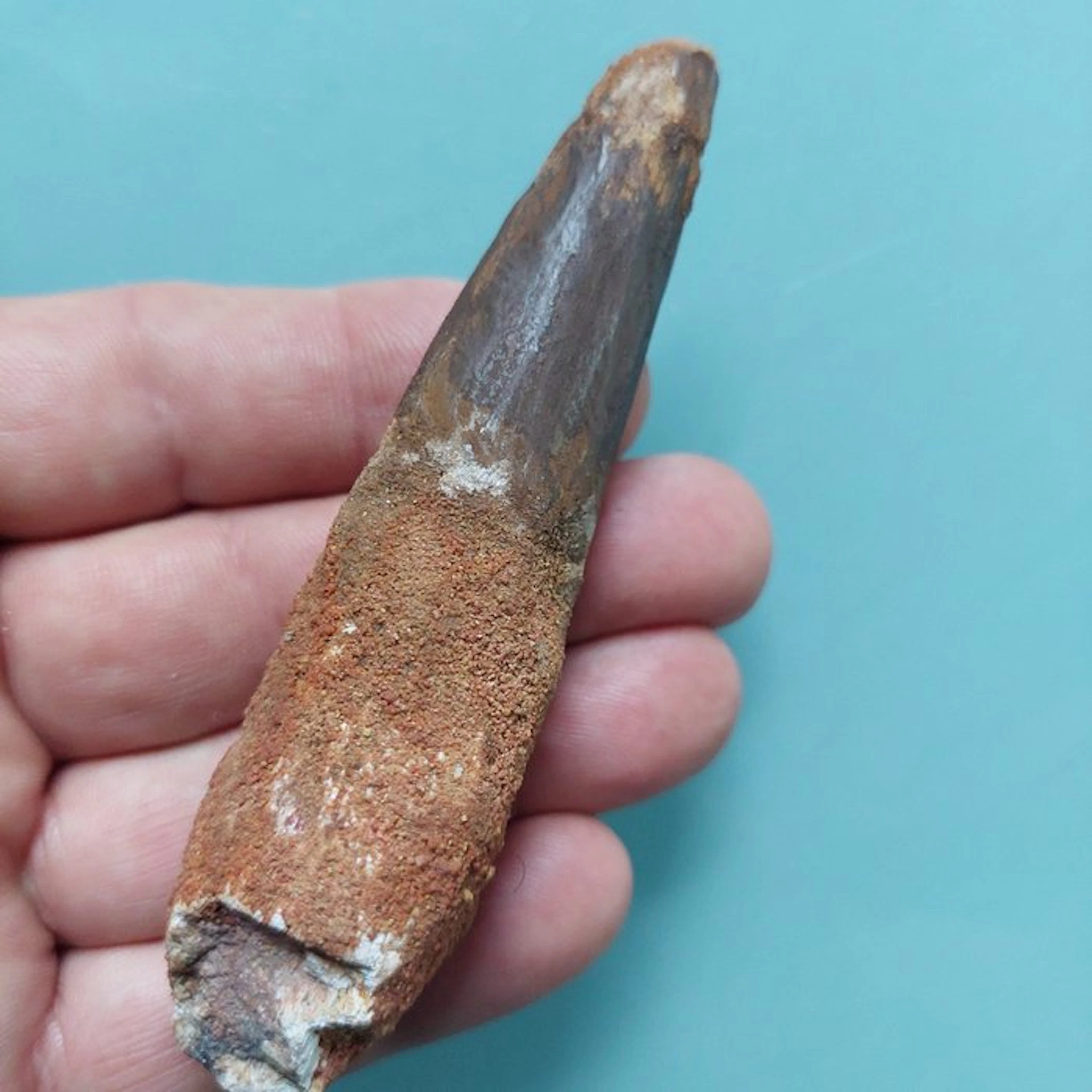 Spinosaur - Fossil tooth - 105 mm - 25 mm