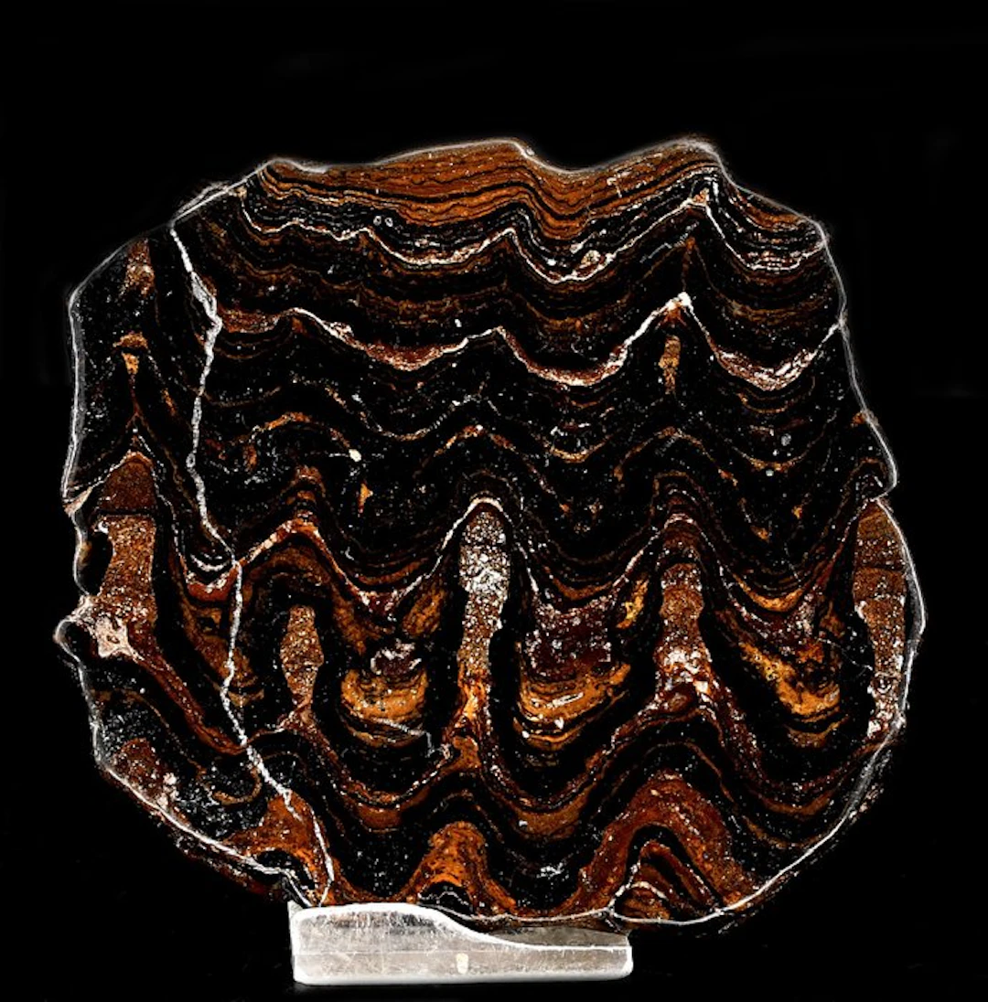 High quality Stromatolite slice - Height: 10.5 cm - Width: 9.8 cm- 192 g