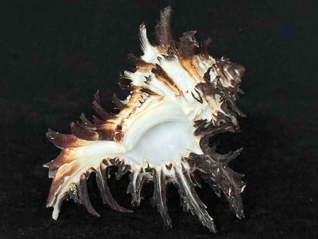 Sea Snail Sea shell - S-610 HEXAPLEX CICHOREUM (No reserve price)