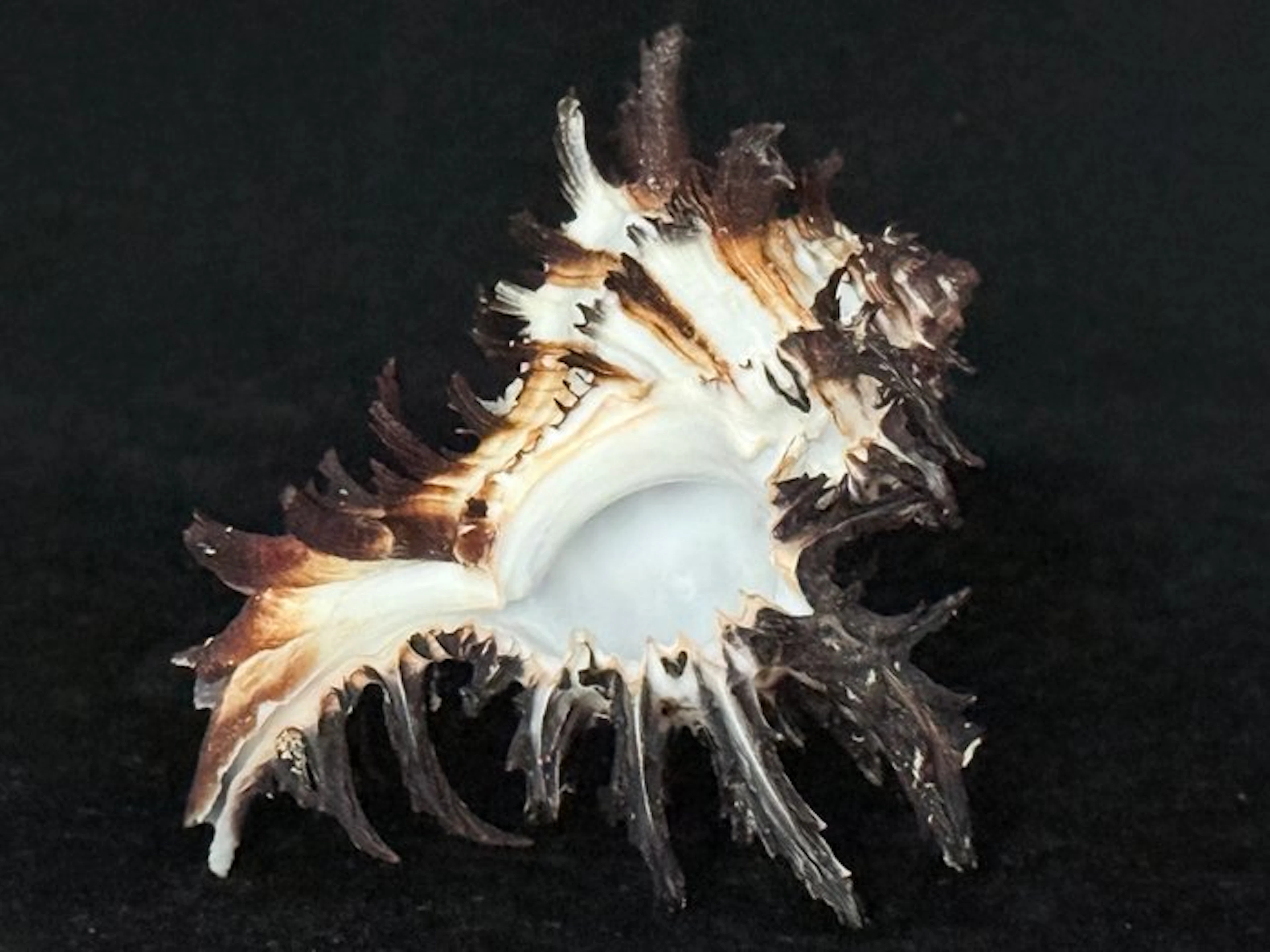 Sea Snail Sea shell - S-610 HEXAPLEX CICHOREUM (No reserve price)