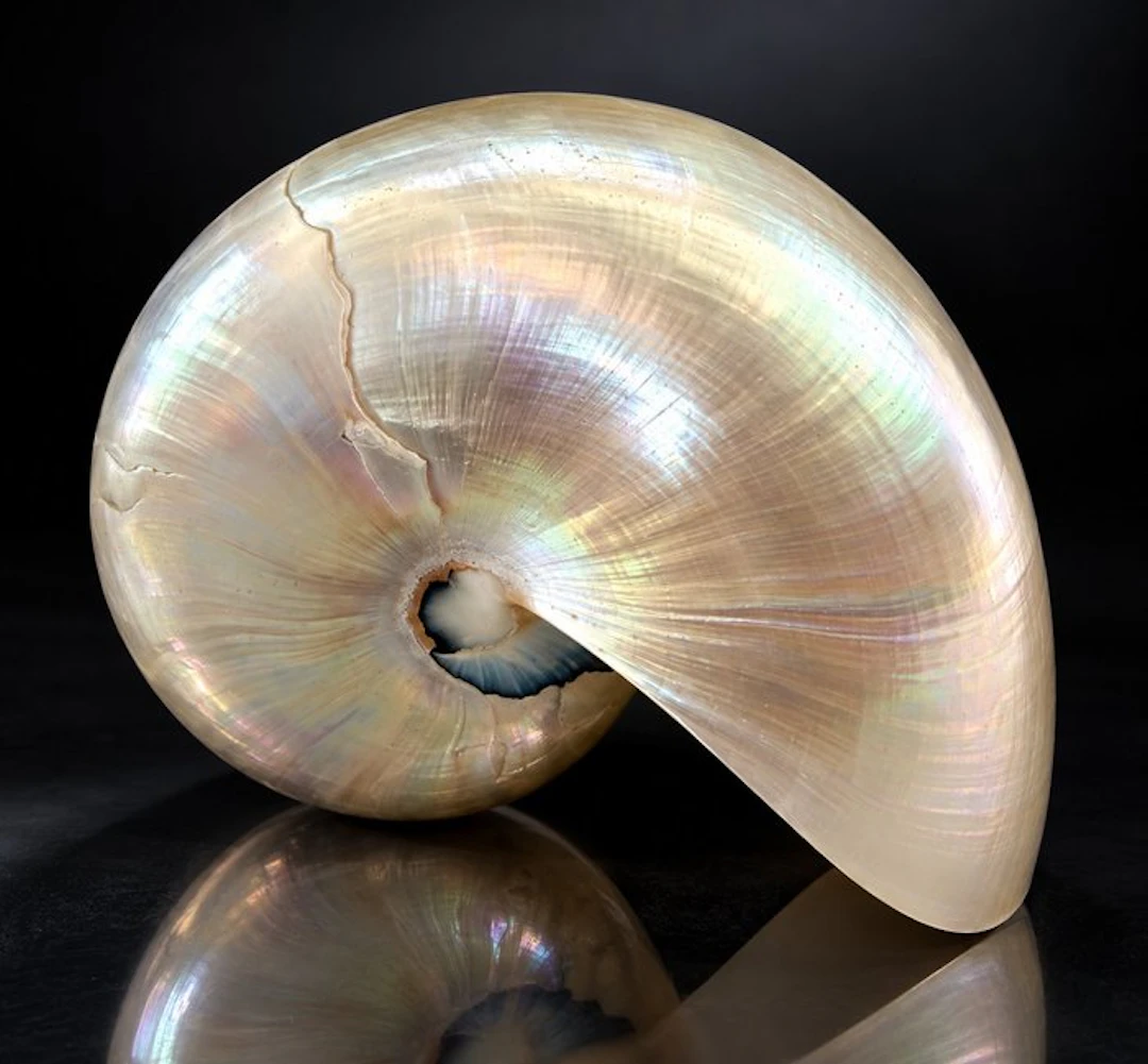Gastropod Sea shell - NAUTILIUS POMPILUS