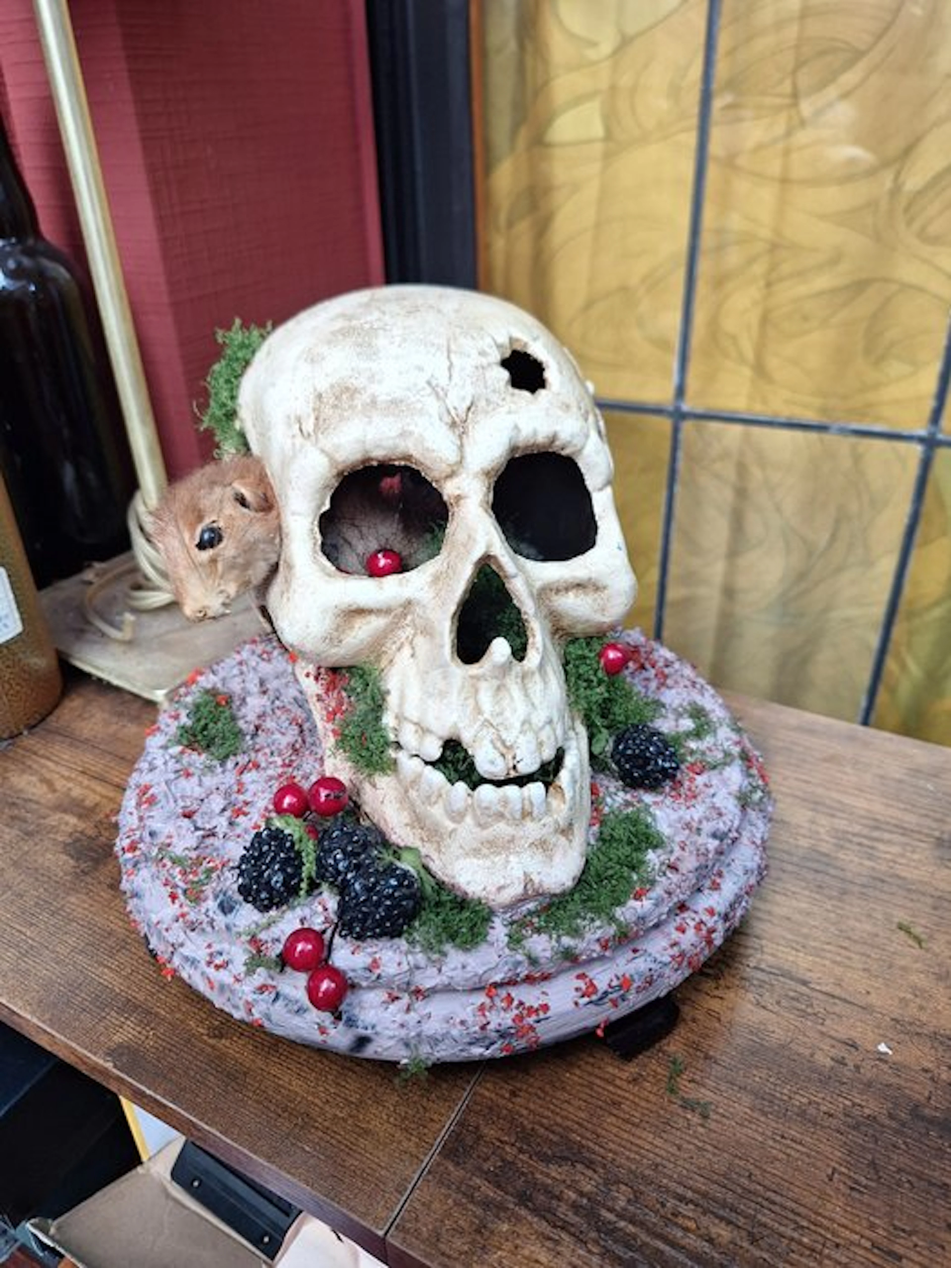 Squirrel Skull - Scuirus vulgaris - 24 cm - 26 cm - 26 cm...